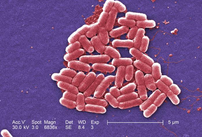 Иноземные бактерии могут жить в условиях экстремальной «гипергравитации»